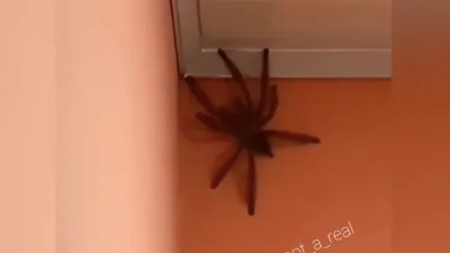 Une araignée géante découverte dans une maison (Vidéo)